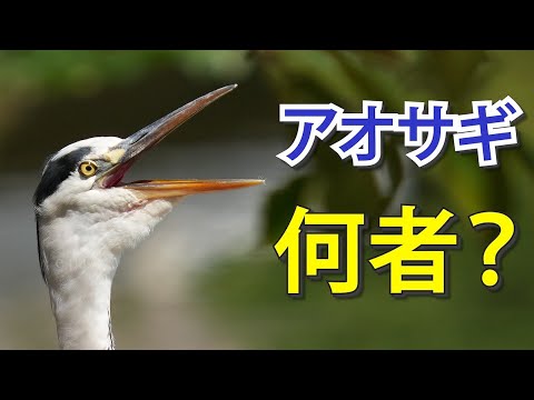 アマゾナ アルビフロン