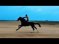 Horse Running In 80 KMPH Hassan Airport Horselover