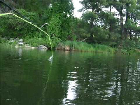 Fly Fishing for Bass with Poppers