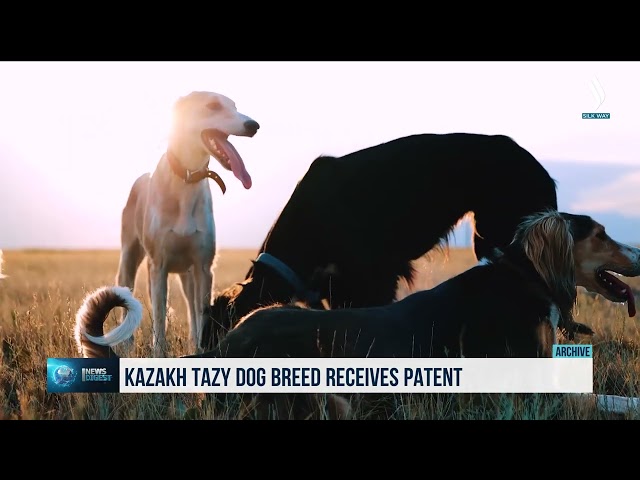 Kazak Tazı’sı patent aldı