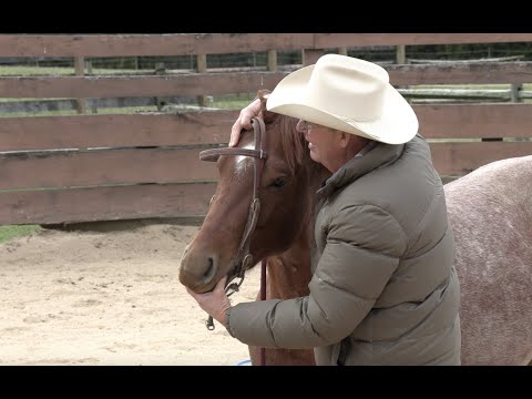 Introducing a Young Horse to the Snaffle (Episode 99) - Herm Gailey