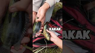 Download lagu Caught a big betok while fishing in the swamp of the Musi River mp3
