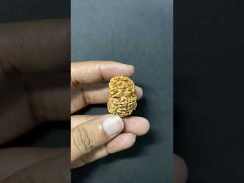 11 mukhi rudraksha, size: collector