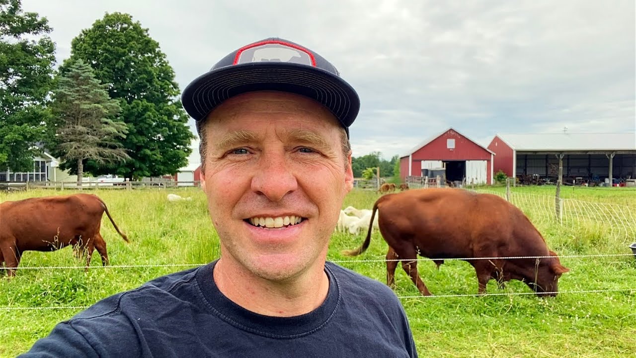 9 Cattle, 28 Sheep, 140 Chickens on 5 acres | Multi-Species Rotational Grazing and Rest #farming