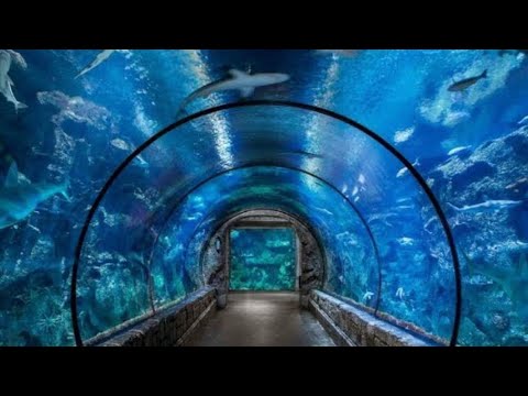 download lagu mp3 mp4 Shark Reef, download lagu Shark Reef gratis, unduh video klip Shark Reef