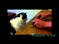 The Most Intelligent Cat in the World - WIN || F2F ...