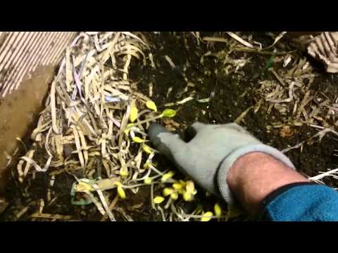 Worm Farm: Half a Whole pumpkin red(EF) "BEAST" FT at 12 days 020515