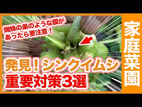 桜:最も重要な病気と害虫 トピックス