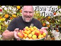 5 TIPS How To Grow A TON Of Plums On ONE Small Tree