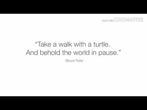 Turtle shell evolved twice,   animation