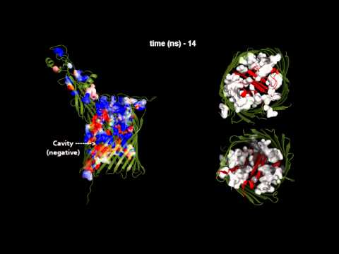 Still image from the Molecular Dynamics for TbpA YouTube video