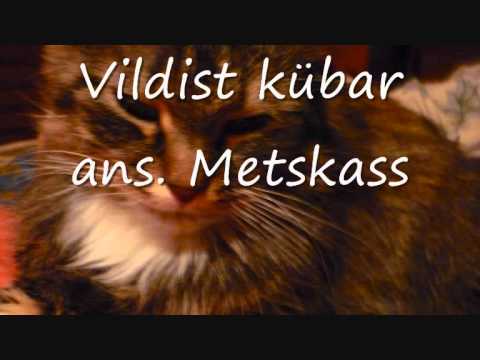 Vildist kübar metskass