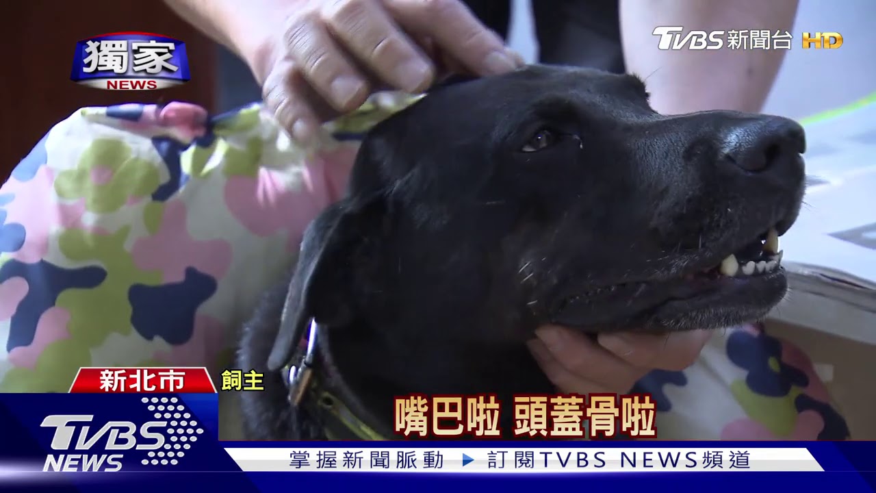 不滿被狗追!男暗夜持長刀 狠心砍6分鐘