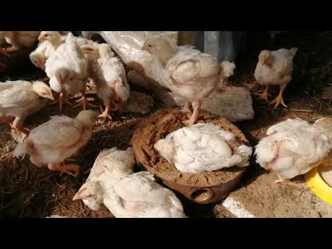 Смешные цыплята. Бройлеры. Песочные ванны. Архив. 17мая 2020 г.