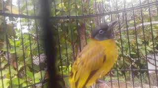 Download lagu Pancingan Burung lincang mp3 Download lagu Pancingan Burung lincang mp3