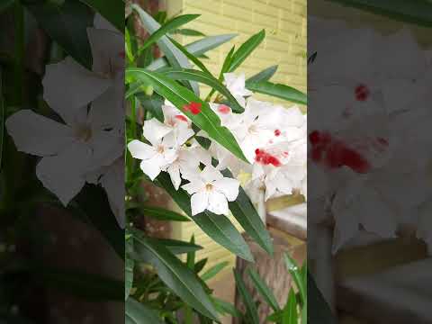 Flores na praia 🌴 Imbé Mariluz #shorts