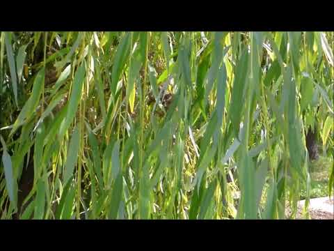 Growing a Weeping Willow from a Small Branch