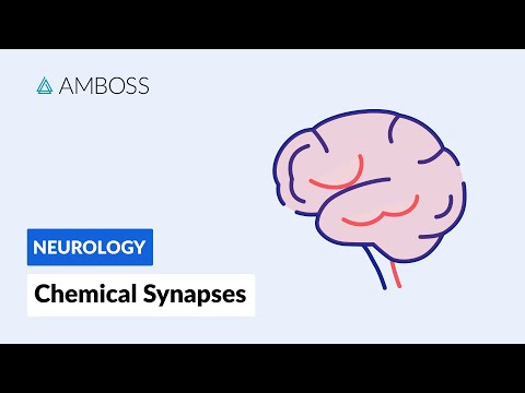 Chemical Synapses: Neuronal Signal Transmission