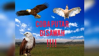 Download lagu Suara burung elang ❌ RAJAWALI ❌ ayam pun takut mendengarnya ‼️‼️ #suaraburung #faktaunik #info mp3 Download lagu Suara burung elang ❌ RAJAWALI ❌ ayam pun takut mendengarnya ‼️‼️ #suaraburung #faktaunik #info mp3