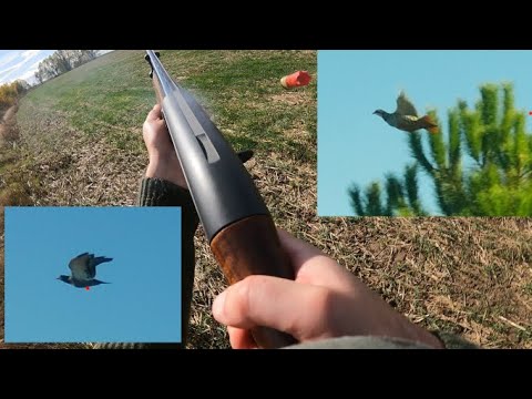 Caza al salto de perdices y palomas// Partridge and pigeon hunting
