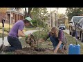 McCarthy Trenching - Red Maple