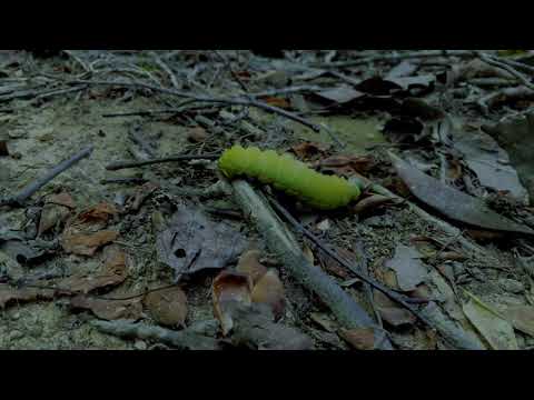 Sarah Louise - Pipevine Swallowtails (Official Music Video)