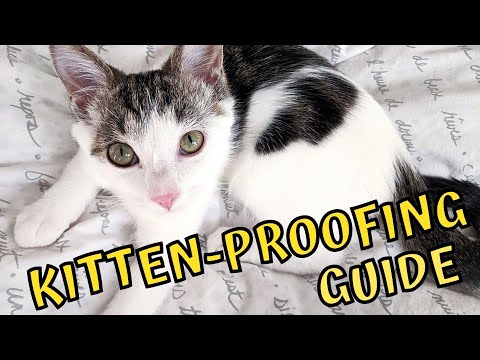 Everything on How To Kitten Proof Your Home