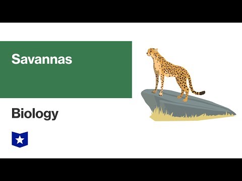 Savanna Biome | Biology