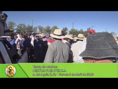 05-04-19 - Venta de Machos - Nestor Hugo Fuentes S.A. - A. del Aguila (L.P.)