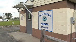 Havelock animal shelter to close temporarily for repairs and maintenance