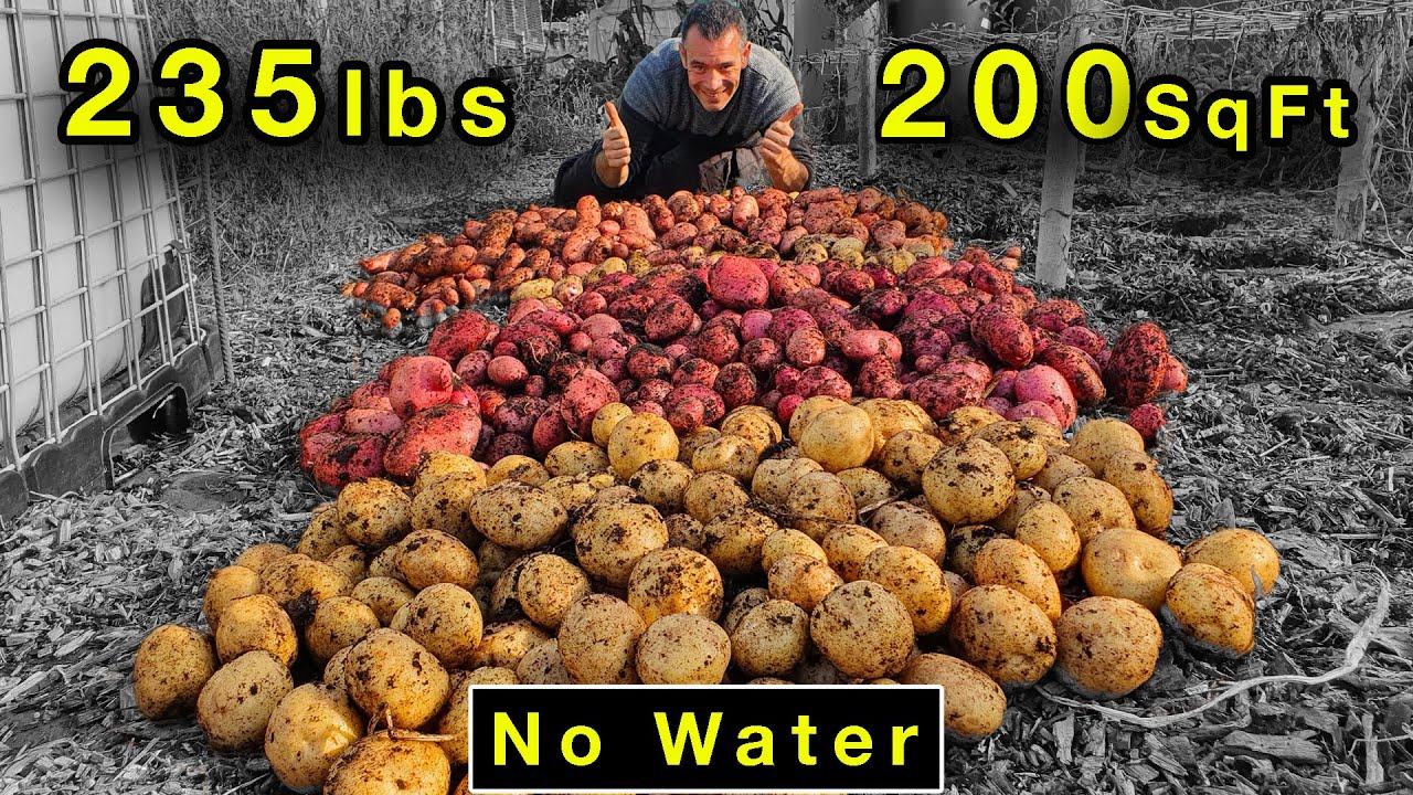 I grew 235 lbs Of Potatoes in 200 sq ft Without Watering