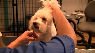 Learn How to Groom a Maltipoo at Home Grooming Maltipoos