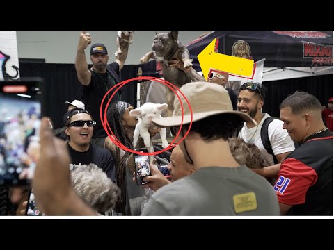 French Bulldog Breeder Gets Into Fight At Frenchie Dog Show