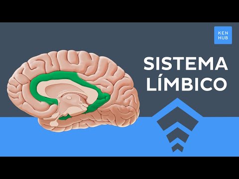 Sistema límbico fácil: Estructura, funciones, emociones - Anatomía Humana | Kenhub