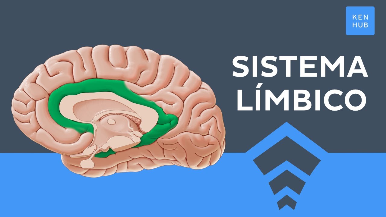 Sistema límbico fácil: Estructura, funciones, emociones - Anatomía Humana | Kenhub