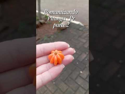 Romantizando Pitanga - Pr parte 2 #shorts #minivlog #cinematicvideo