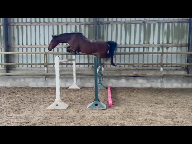 Jument SF CSO/CCE +++