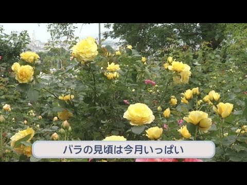 YouTube Video 150品種2000株のバラが咲き誇る公園　晴れれば富士山との競演も　見頃は5月いっぱい　静岡・富士市