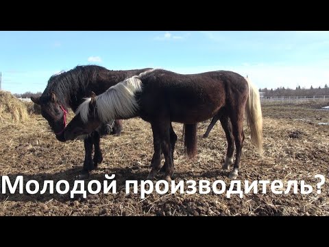 Спаривание осла с лошадью