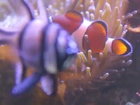 Clownfish  couple