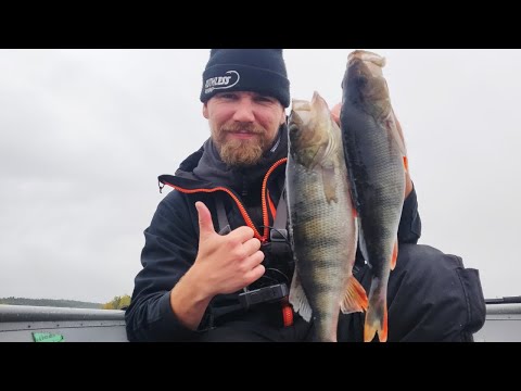 SYYSAHVENEN KALASTUS | PANNUKARKEETA AHVENTA JIGILLÄ | TAAS ISO HAUKI POHJALINJASTA AHVENVEHKEILLÄ?