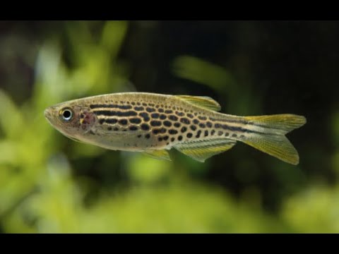 13 Different Danio fish types for your fish tank