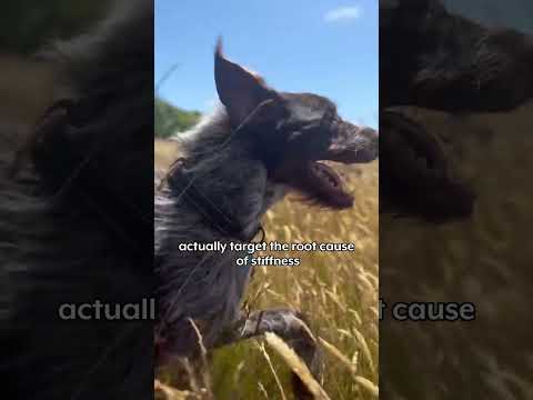 Dogyears