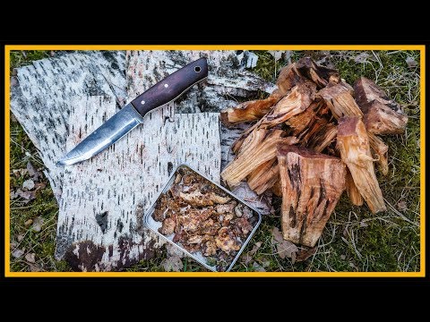 Zunder sammeln - Kienspan, Harz und Birkenrinde - Outdoor Bushcraft Deutschland