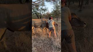 Download lagu ELAND BULL DARTING | KRUGER VET PROJECT mp3