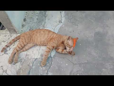 cute cat video | cute Indian cat | pet cat videos indian | indian street cat