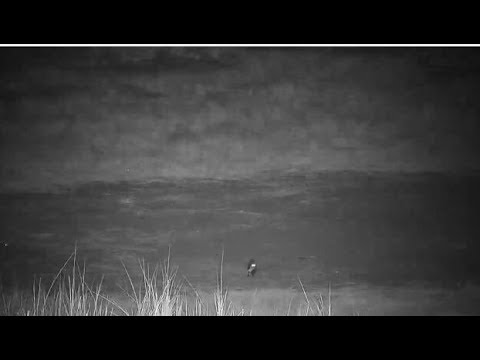 Djuma: White-tailed Mongoose runs behind pan with baby Scrub Hare it caught- 20:51 - 07/13/19