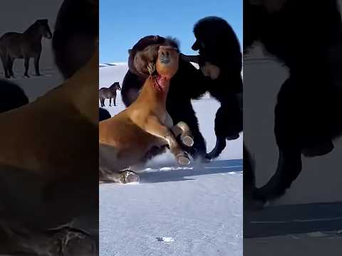 Bear Tried to Drag the Horse… But the Mastiff Said NO