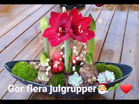 JUL MED MIG! DEL 3 - JULBLOMMOR!