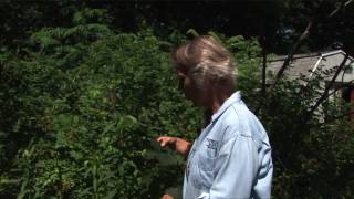 How to Get Rid of Invasive Plants